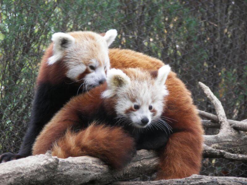 Red panda flickr