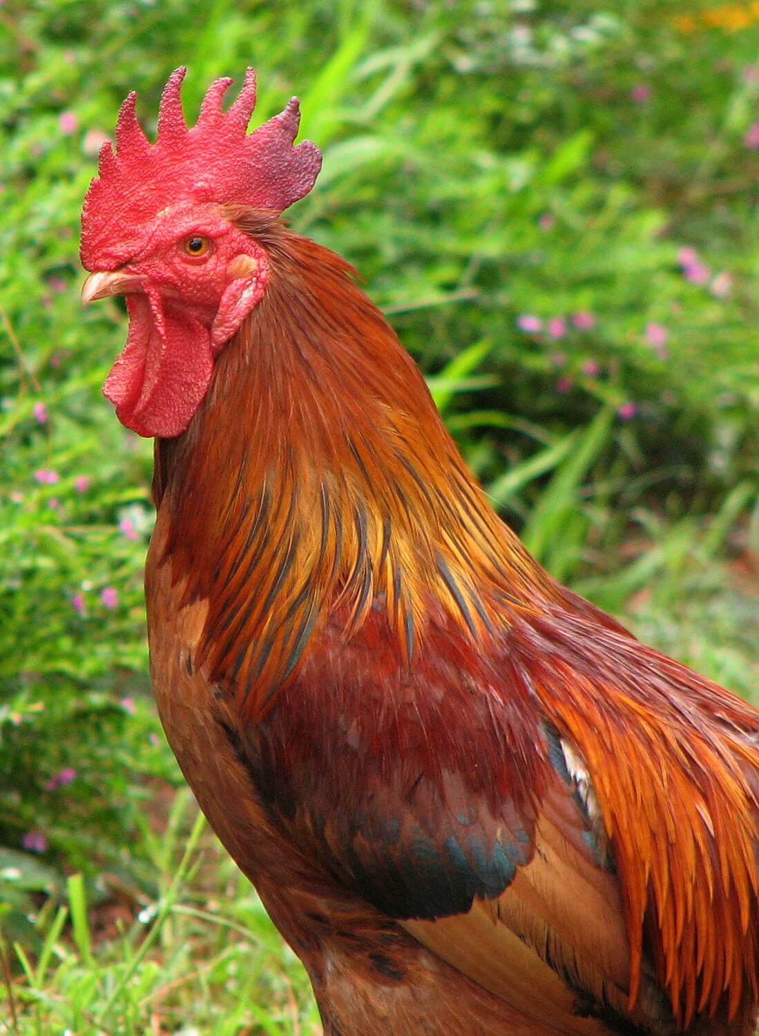 Arena Grave bomba Pelea de gallos - About - PETA Latino