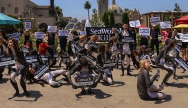 Manadas de ‘Orcas’ pintadas realizan una ‘muerte’ masiva en San Diego