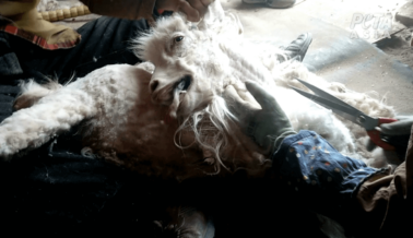 Urgente: Cortan Cuellos de Cabras Para Producir Cachemira Urgente: Cortan Cuellos de Cabras Para Producir Cachemira
