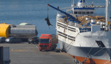 Impactante Investigación Muestra Vacas Sacadas con Grúas de Barcos Para Cuero Impactante Investigación Muestra Vacas Sacadas con Grúas de Barcos Para Cuero