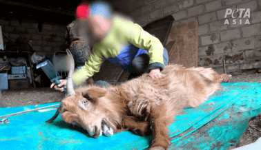 La investigación de PETA Asia expone el maltrato extremo a las cabras por cachemira