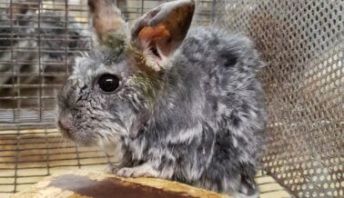 Investigación Encubierta: Cerca de 1.000 Chinchillas Enjauladas en Horrorosa Instalación Proveedora de Laboratorios y Tiendas de Mascotas