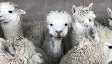 Impactante investigación encubierta: Alpacas atadas y cortadas para suéteres y bufandas, gritan y vomitan