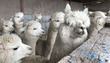 ¡Insta a Aritzia a que Deje de Usar Alpaca!