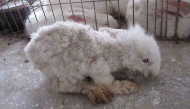 Una mirada al interior de la industria de la lana de conejo angora