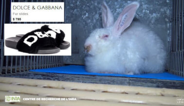 Dolce & Gabbana al Descubierto: Conejos Torturados Por su Pelaje