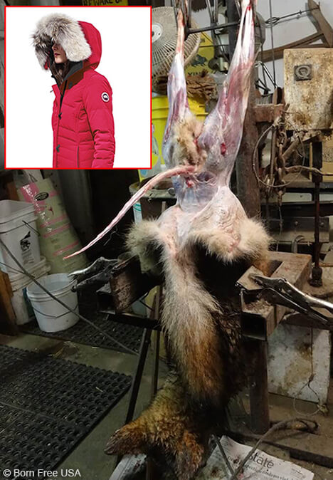 A dead, skinned coyote is hanging upside down, and in the top left-hand corner of the screen a Canada Goose jacket is shown with a coyote fur hood.