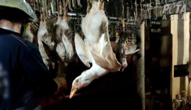Aves Mutiladas por Plumón: Exígele a REI que Deje de Esconderse Detrás de una Mentira ‘Responsable’