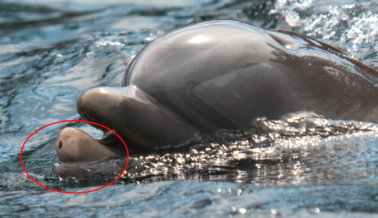 FOTOS: Delfines Vistos con Heridas Abiertas y Cicatrices en SeaWorld Orlando