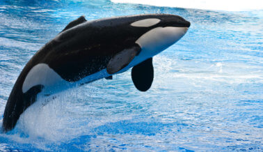 Proyecto de Ley de California liberaría a las orcas de SeaWorld