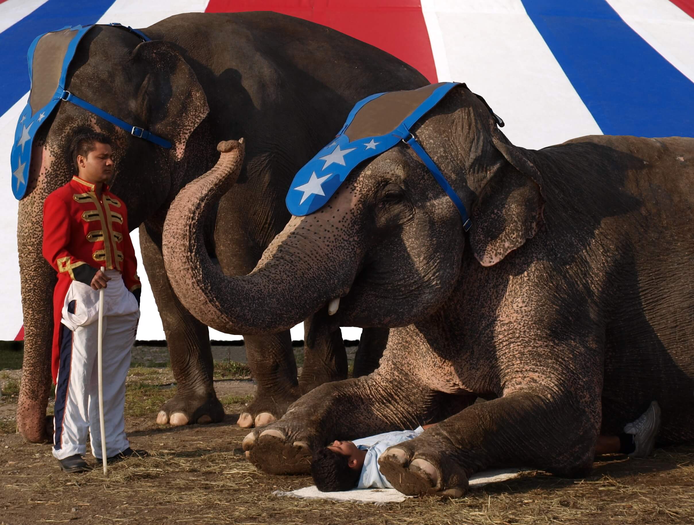 circus elephant and trainer