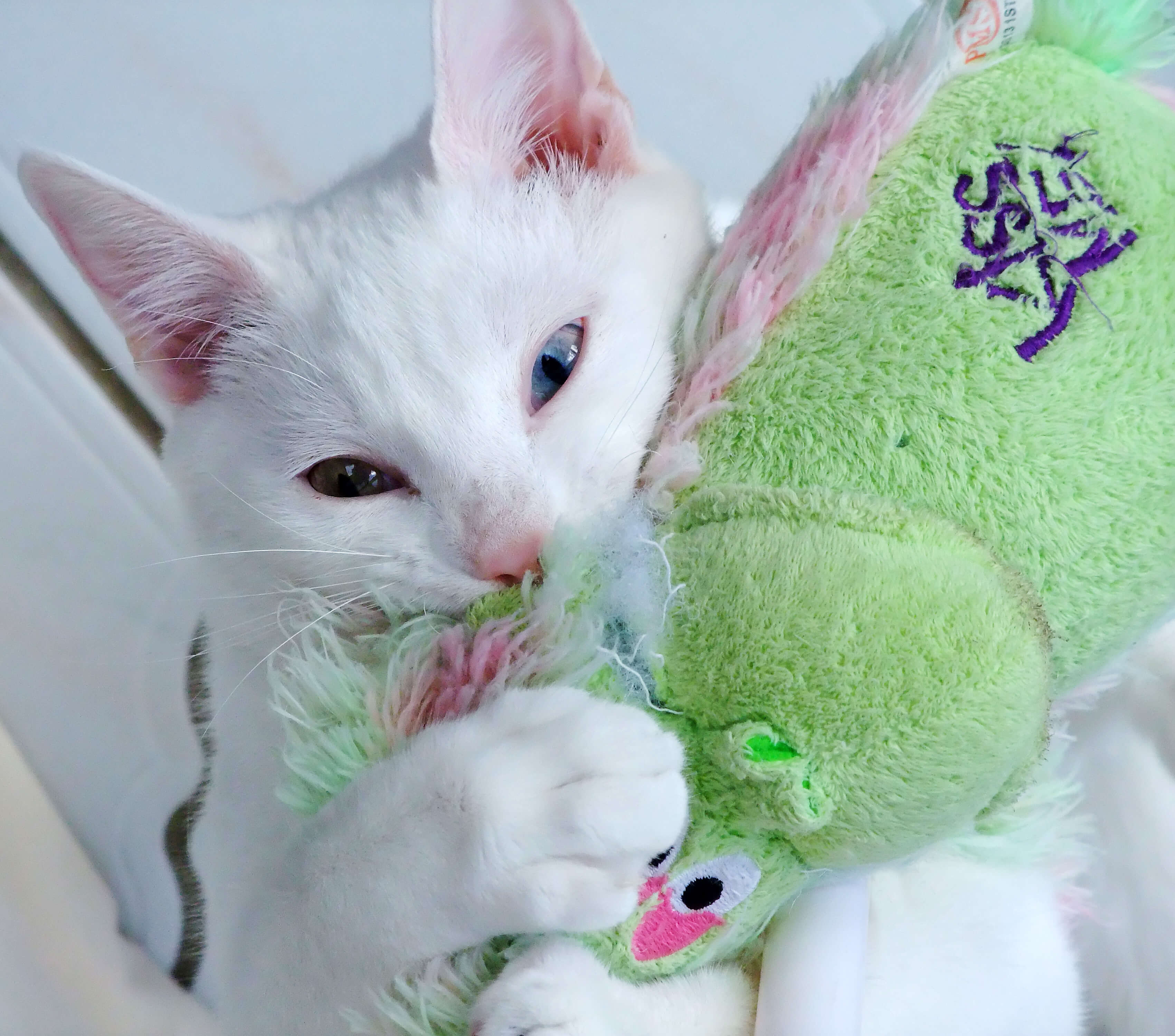 White cat with toy