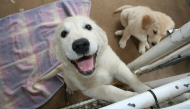 California: primer estado en prohibir que tiendas de mascotas vendan perros, gatos y ratones de criaderos