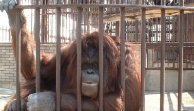 Zoológicos y Pseudo-Santuarios