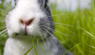 13 cosas que seguramente no conocías sobre los Conejos