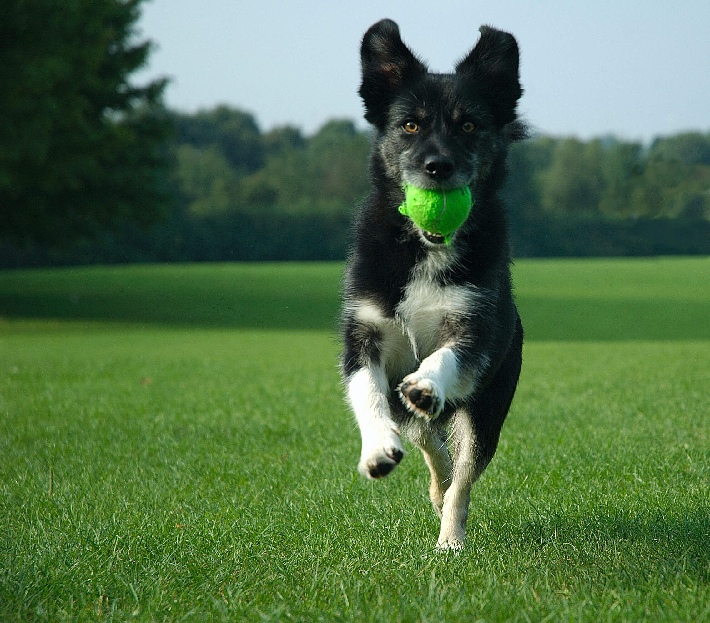 SXC running dog with ball 395723