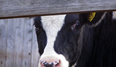 10 cosas que desearíamos que todo el mundo supiese sobre las industrias de la carne y los lácteos