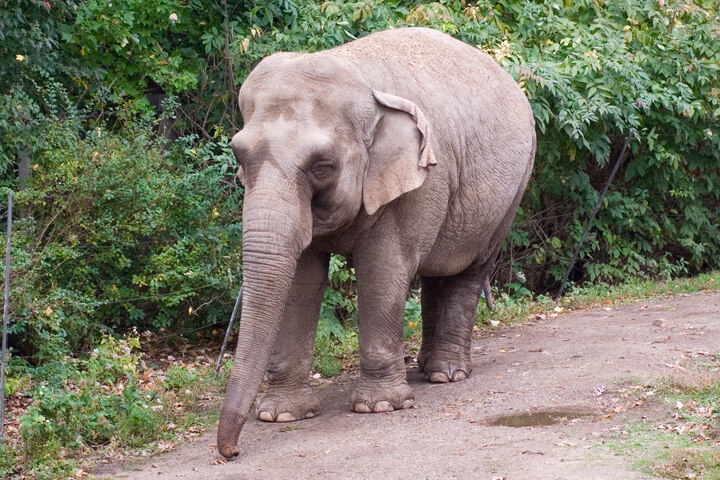 Sad looking elephant