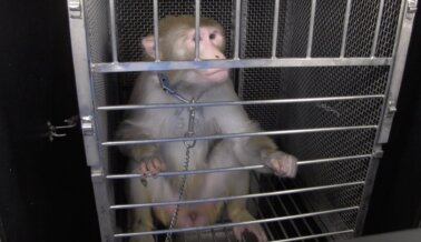 El Mono Sam Smith, Está Atrapado en un Laboratorio de los NIH Ahora Mismo: Esta Es Su Historia