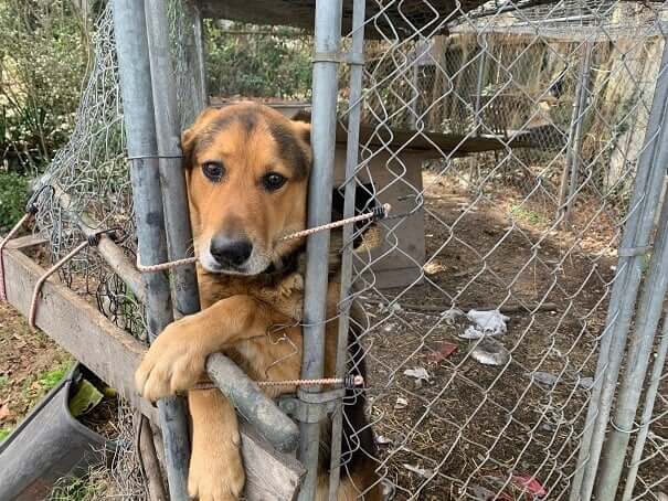 perro encadenado