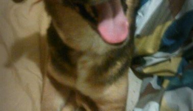 PETA le da reconocimiento a la policía de San Juan por rescatar a un perro
