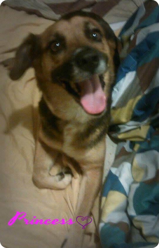 San Juan rescued dog Princess photo-credit Licelia Rivera