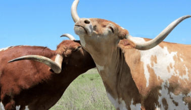 7 Increíbles Hechos de los Toros Que Te Sorprenderán