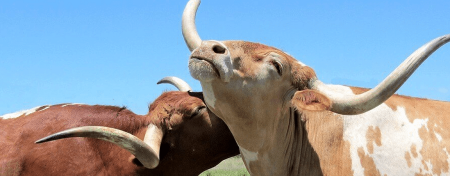 7 Increíbles Hechos de los Toros Que Te Sorprenderán