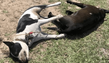 Conocer los Signos del Golpe de Calor Podría Salvarle la Vida a un Perro