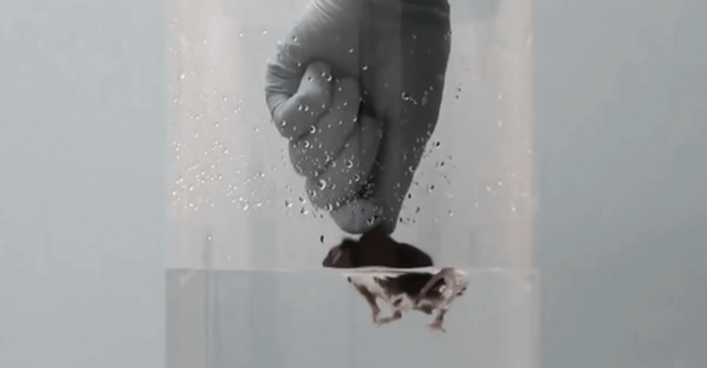 nado forzado ratones casi ahogamiento