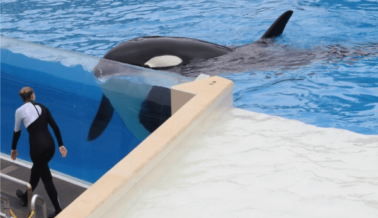¿El Descuido de SeaWorld Mató a la Orca Amaya? ‘Se Podría Haber Evitado’ Dijo un Informante a PETA