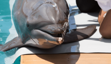 El USDA Intensifica las Exigencias Después de que Delfines Pasaran Hambre en el Miami Seaquarium
