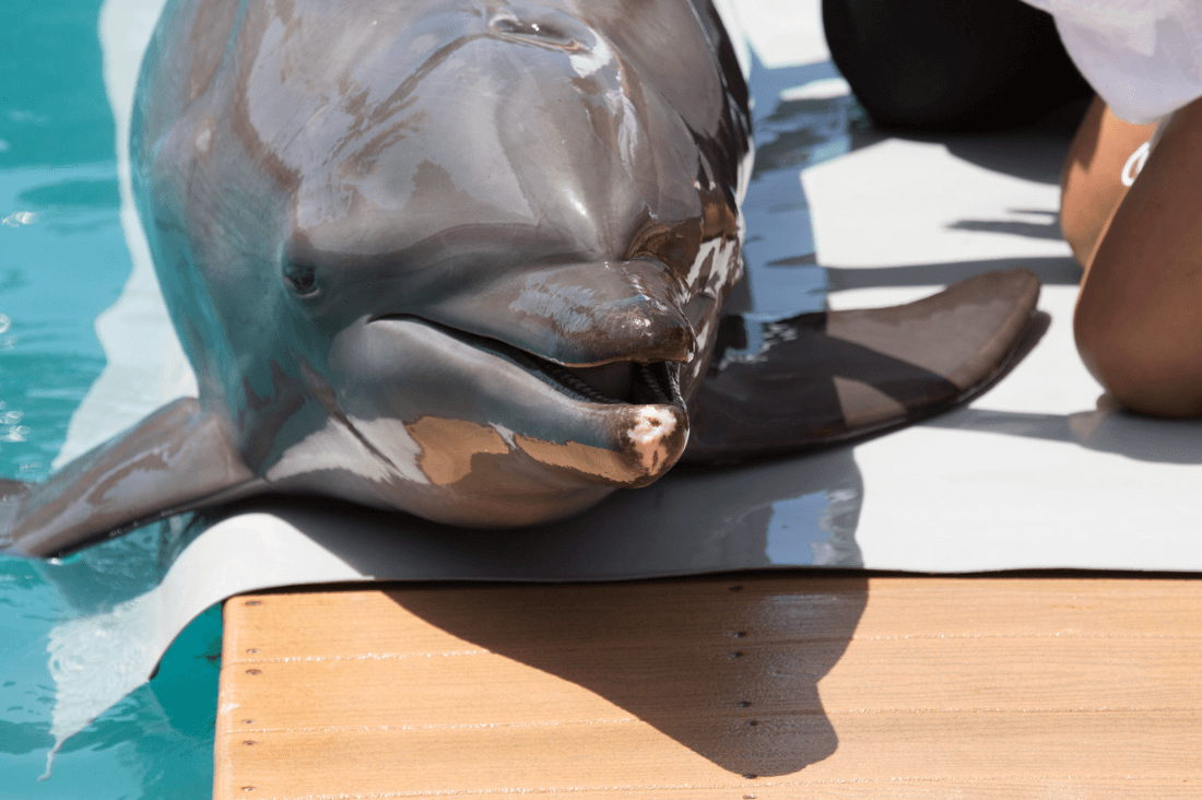 delfin en miami sequarium con lesiones