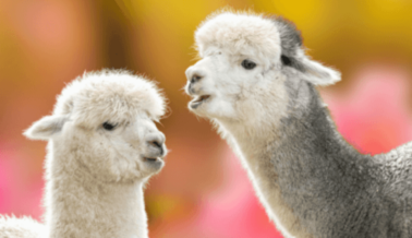 Chico’s, Victoria’s Secret y Otras Marcas que PETA Persuadió de Dejar de Usar Vellón de Alpaca