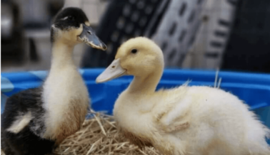 ¿Patos a la Venta? Ellos, Como Todos los Otros Animales, Jamás Deberían Comprarse, Venderse ni Criarse