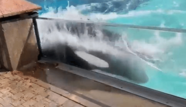 VIDEOS: Orca Solitaria en Marineland Parece Golpear su Cabeza contra un Tanque, Flota Inerte en la Superficie del Agua