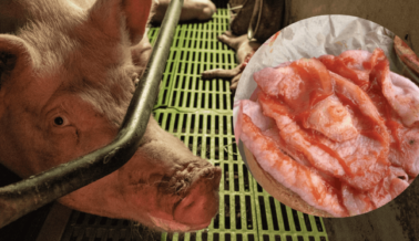 ‘No Quiero Saber Más Nada con la Carne’: Otro Cliente Encuentra un ‘Pezón de Cerdo’ en su Tocino