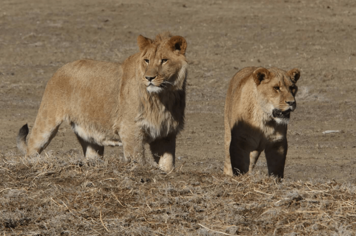 dos leones en la naturaleza