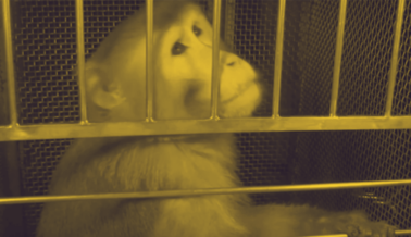 Una Vida de Dolor y Sufrimiento: Conoce a Beamish, un Mono Prisionero en los NIH