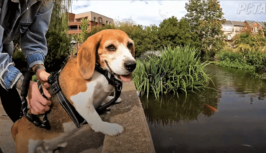 Uno de los 5.000 Beagles sin Nombre Criados Para Experimentación: Este Perro fue Rescatado de un Infierno por PETA Justo Para Acción de Gracias