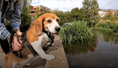 No Más Jaulas para Este Beagle Rescatado: Samson Está Libre, Gracias a PETA