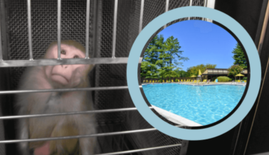La Torturadora de Monos, Elisabeth Murray, Compra un Amplio Condominio Mientras Enjaula Monos