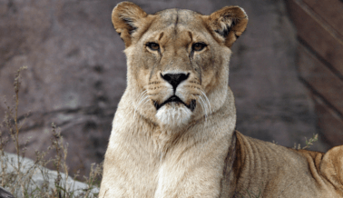 Lo que se perdió ‘Tiger King 2’: los Jóvenes Leones que PETA Ayudó a Salvar
