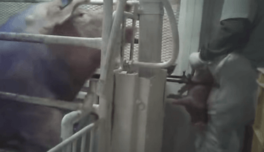 Madre Cerda Usada por su Carne es Obligada a Ver la Castración de su Hijo (Video Viral)