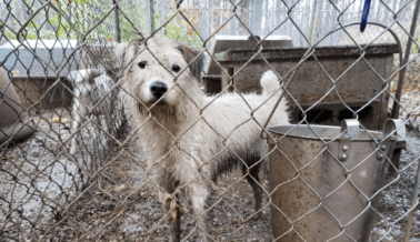 Los Criadores Almacenan a las Madres y Mutilan a sus Cachorros, y otras Razones por las que Nunca Debes Comprar un Animal