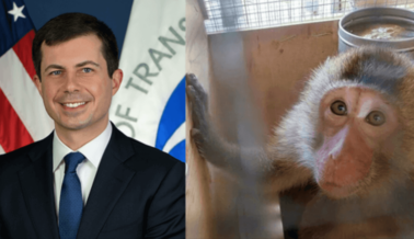 PETA al Secretario Buttigieg: Investigue la Peligrosa Industria del Transporte de Monos