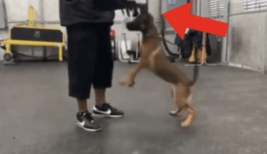 Entrenador Captado en Cámara Asfixiando a un Perro y Arrojándolo Contra el Suelo en Instalación de ‘Alojamiento y Entrenamiento (Video)