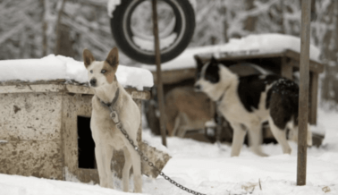 Los Perros Sufren Cuando son Usados en Trineos: Mira ‘Dogs in Distress’