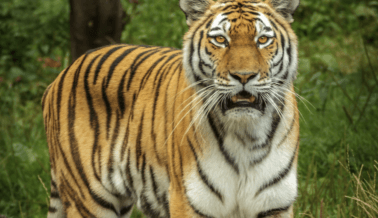 Villano de ‘Tiger King’, Jeff Lowe, Deberá Pagar más de $180.000 por Caso de Crueldad Contra Leones